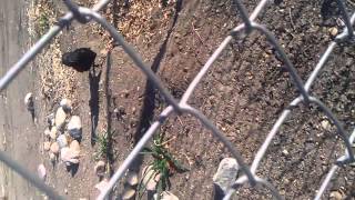 Genius wild crow