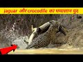 जगुआर और मगरमच्छ के बीच घमासान युद्ध || Jaguar vs crocodile fight 