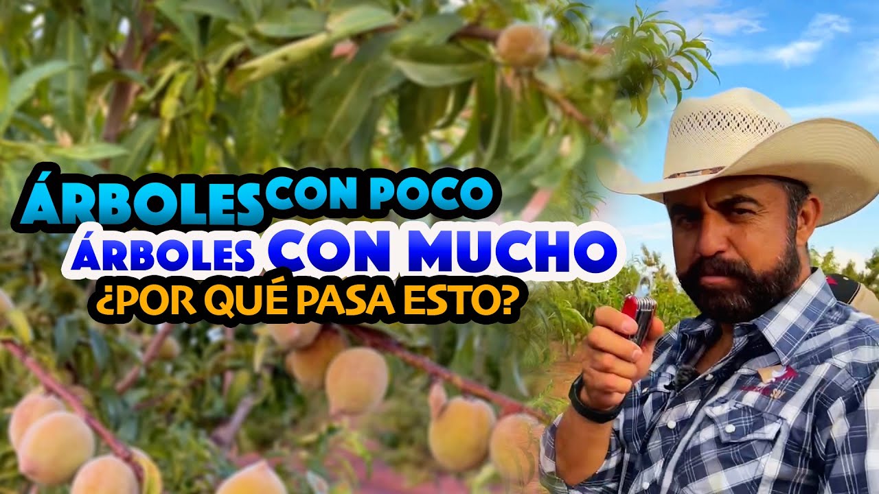 MUCHA COSECHA PARA ALGUNOS, pero muy poca para otros - DURAZNOS ZACATECANOS