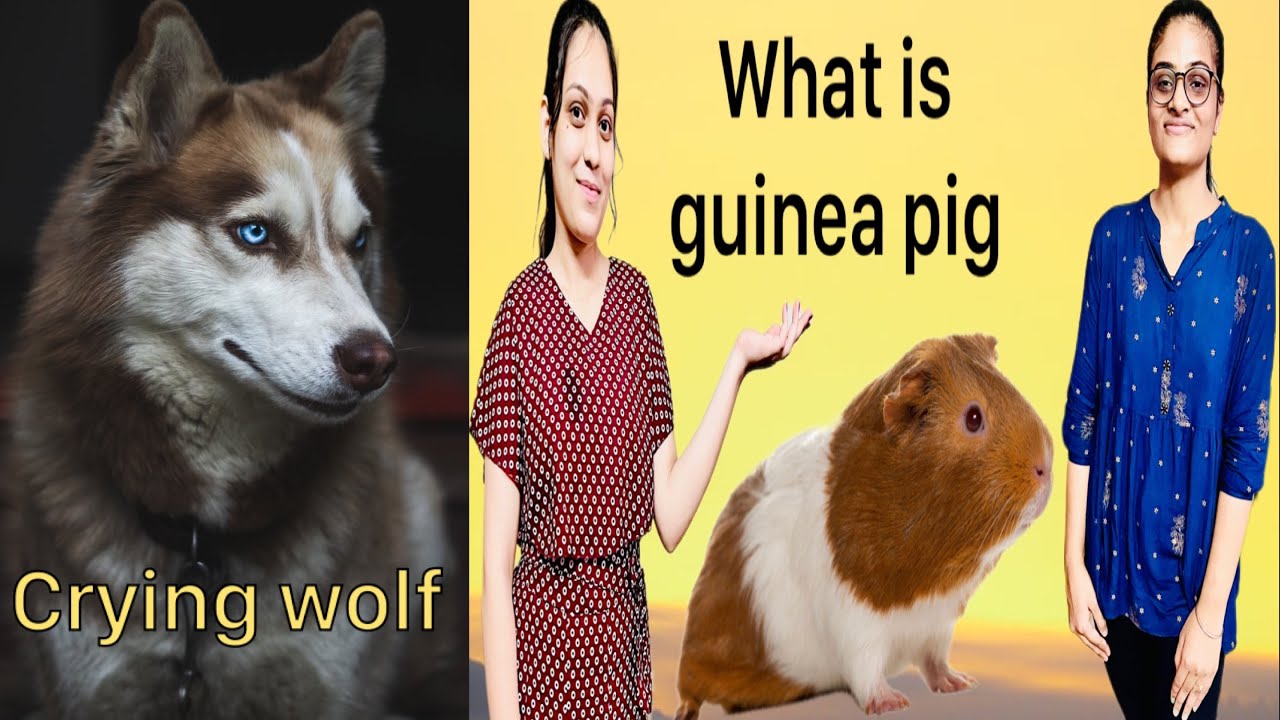 Guinea pig meaning 