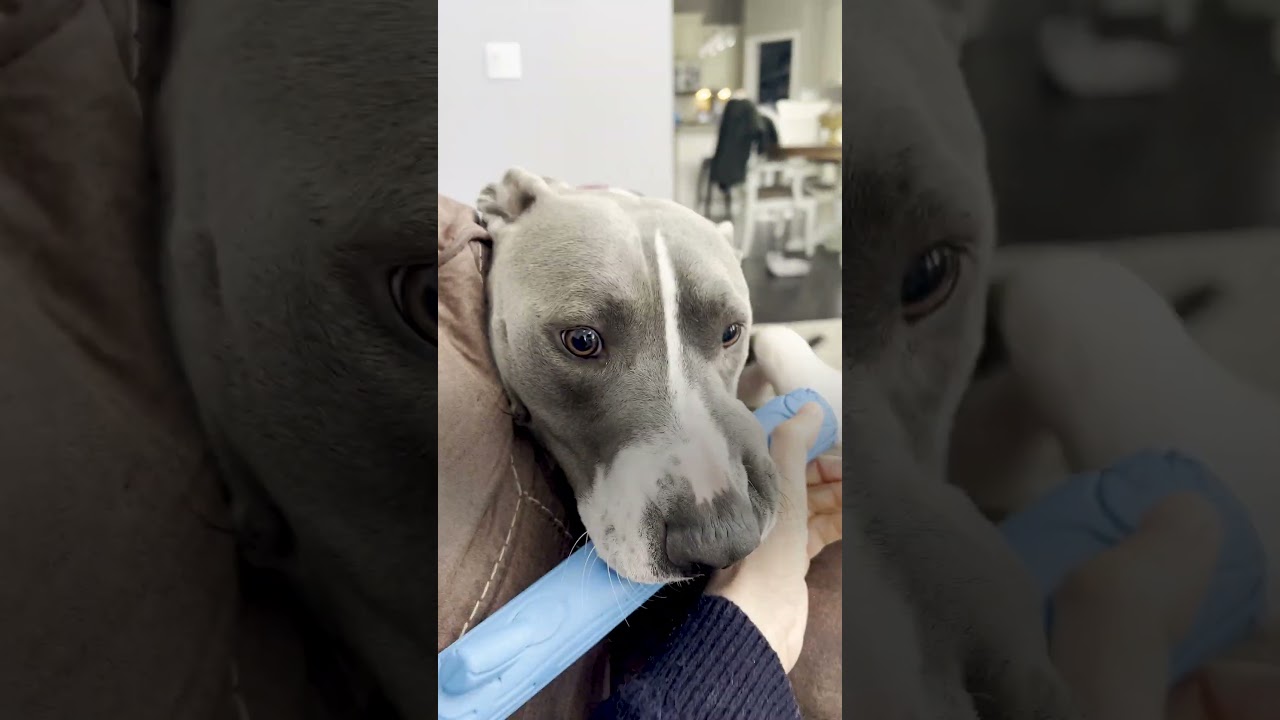 Pittie's Security Blanket Is His Blue Stick | The Dodo