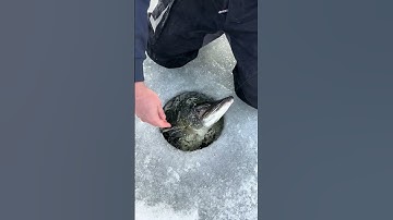 Giant Pike Through The Ice! #icefishing #shorts