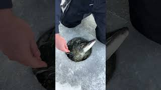 Giant Pike Through The Ice! #icefishing #shorts