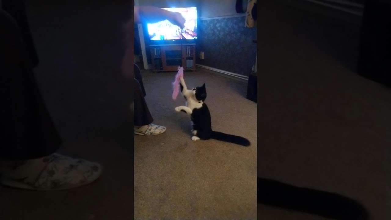 Merlin Playing 
