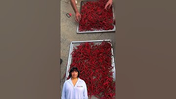 #fcnfm #machine Efficient Food Dehydration: Drying Machines for Fruits, Vegetables & Herbs