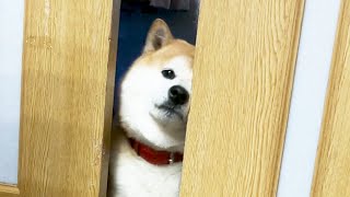 50cm級柴犬の倒し方