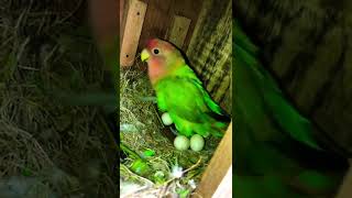 African love birds egg ❤️❤️