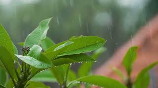 Amazing Rainfall intro