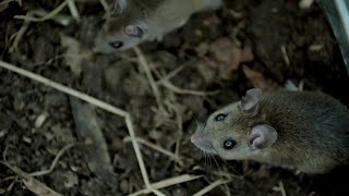 ‘It’s a takeover’: Residents in Texas neighborhood say rats are invading their community