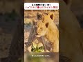王の咆哮が響く時！ハイエナに挑んだライオン軍団 #ライオンの復讐 #母の愛 #サバンナの掟 #ハイエナとの戦い #野生動物のドラマ #雑学 #和風