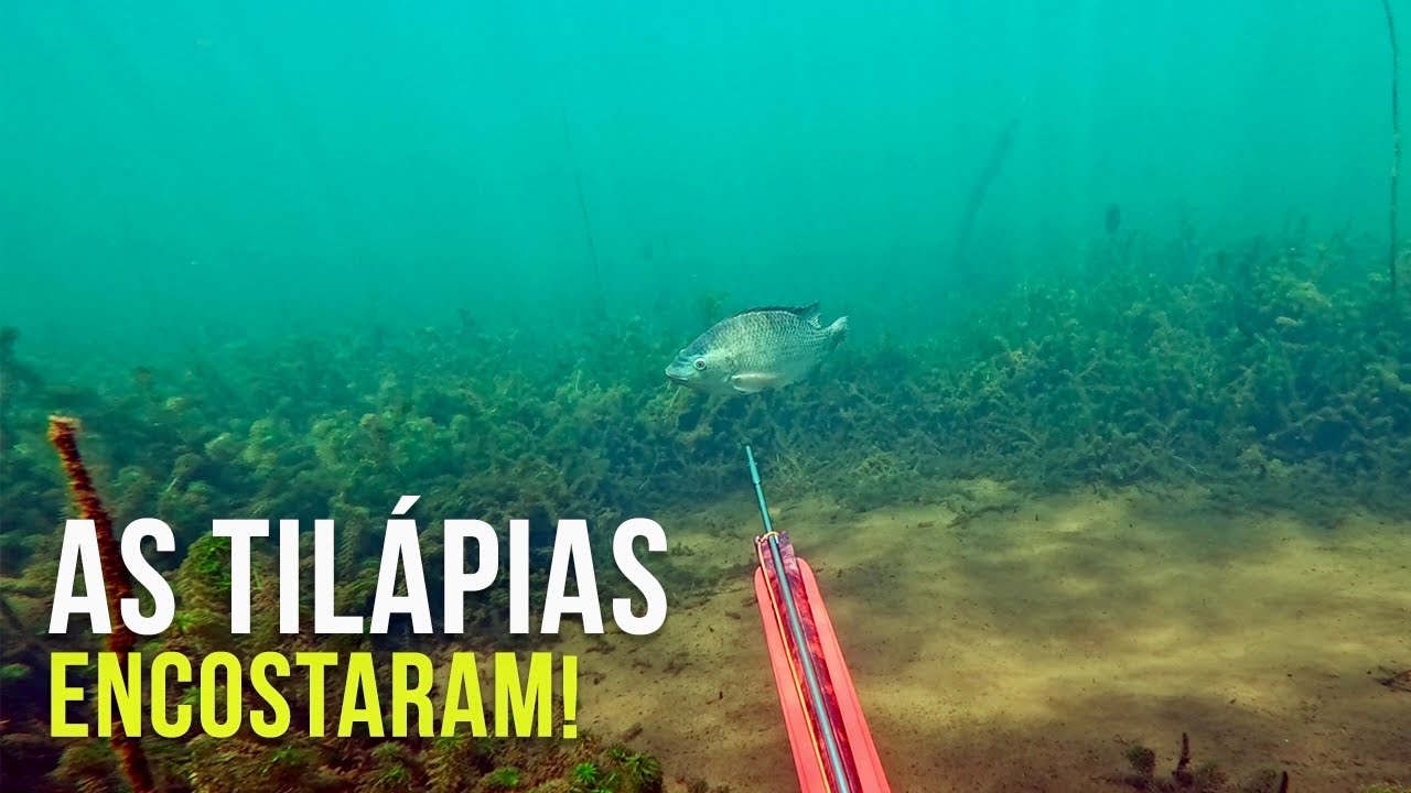 SÓ TILÁPIA BRANCA GG! Pesca Sub - SubTv Spearfishing