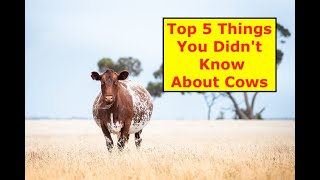 The Top 5 Things You Didn't Know About Cows