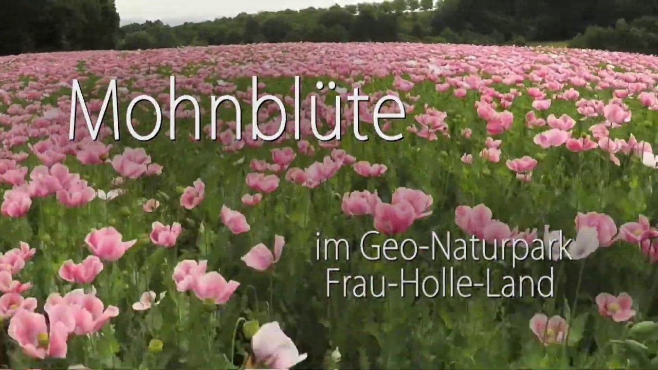 Mohnblüte im Geo-Naturpark Frau-Holle-Land