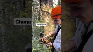 Harvesting Wild Appalachian Chaga With Foraged