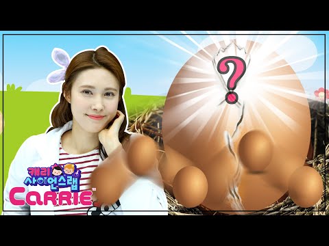 달걀로 할 수 있는 <strong>재밌는</strong> <strong>실험</strong> 4가지 | 알록달록 탱탱볼 |캐리 사이언스 랩