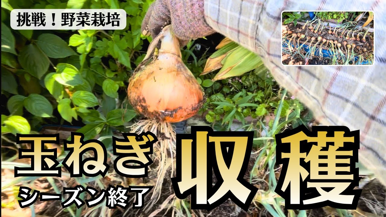 Onion Harvest] That concludes this season's onion growing - YouTube