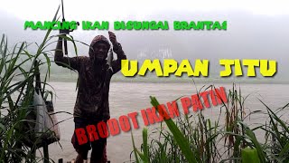 Mancing Di Sungai Brantas Umpan Jitu Brodot Jeroan Ikan Patin