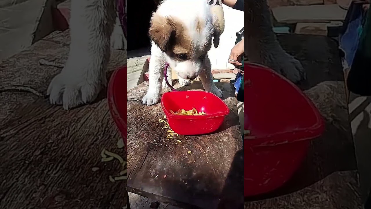 wait for end🤣🤣. 