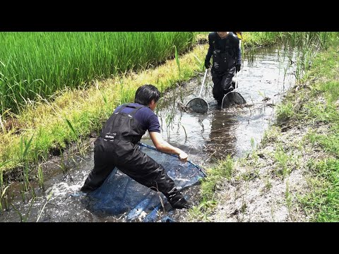 外来種だらけの水路で挟み撃ち！