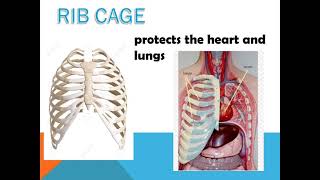 Bones that protect the Internal Organs