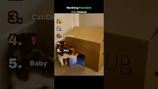 Ranking the funniest cat videos #cat #catvideooftheday #catvideos #funnycats#cat @TrollNation001