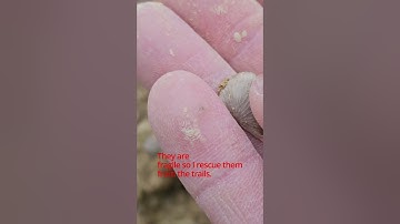 Brachiopod shells - fossil hunt 2023