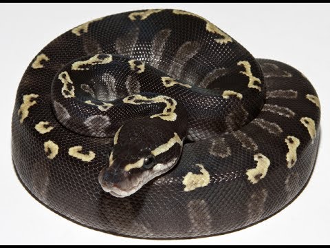 python class 1.0 GHI - 0.1 MOJAVE # 8 2017