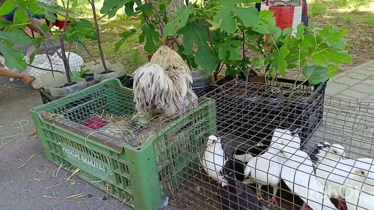 Ярмарка голубей г Измаил 08.06.25