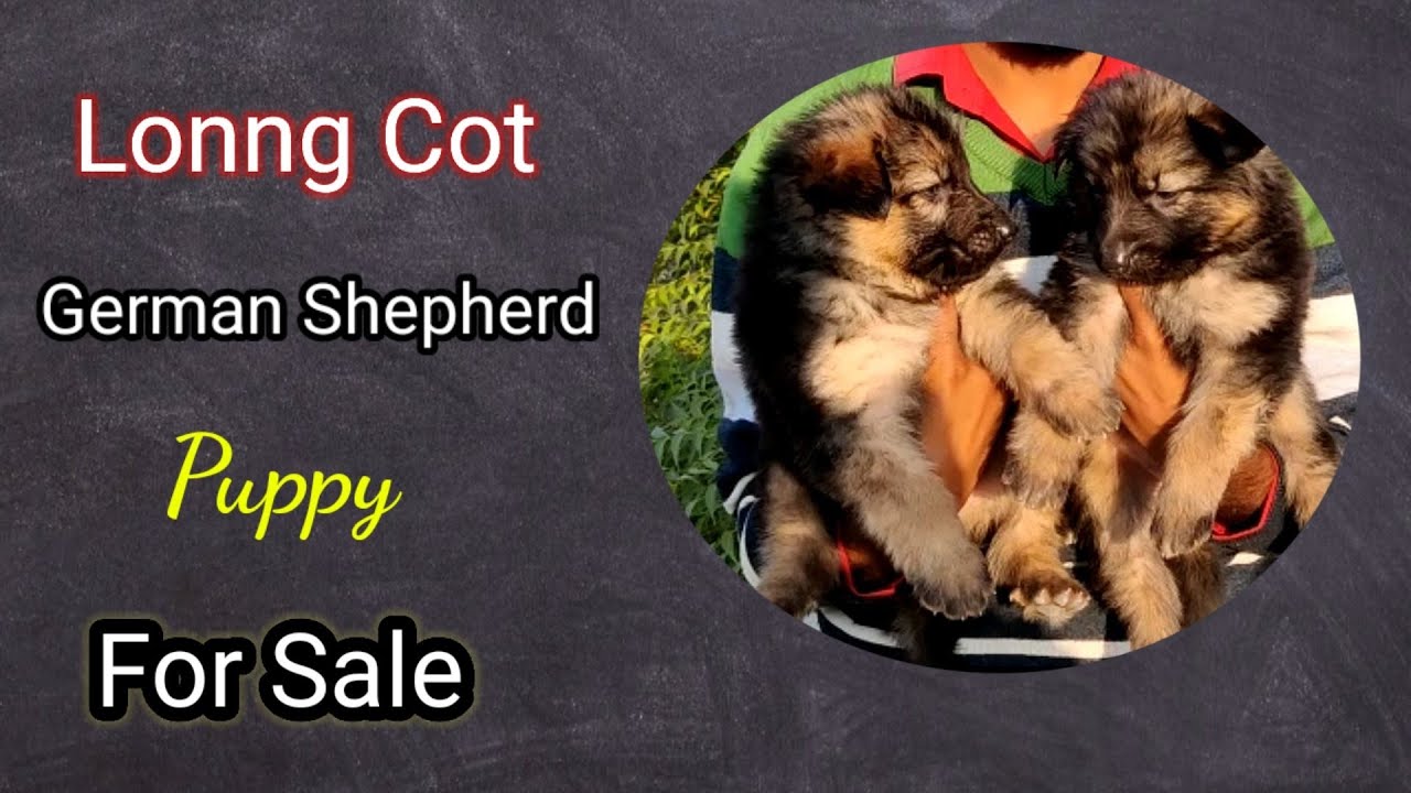 Long Cot German Shepherd Male puppy Show quality Waiting for new home