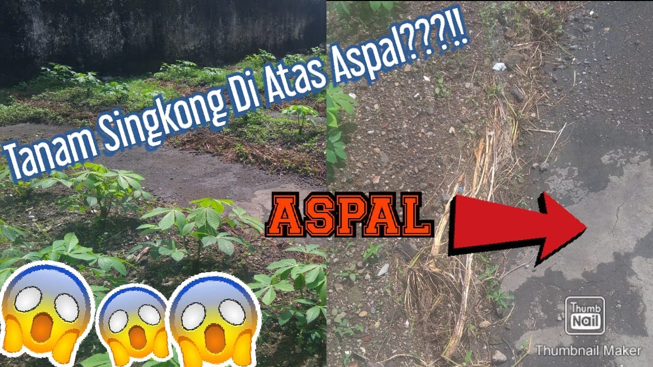 Cara Menanam Singkong Di Atas Aspal [NO CLICKBAIT] | PART.1 