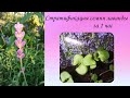 Стратификация семян лаванды за 1 час (результаты в конце видео)