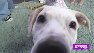 Rosco's Rescue | Great Day SA