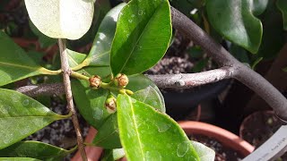 Strawberry guavas, a high percentage of flowers never open. Bad genetics or prevailing conditions ?