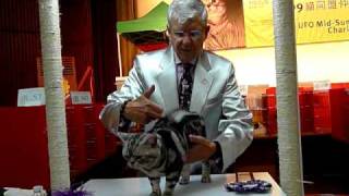 American Shorthair in Cat Show by kitcattery 2,038 views 14 years ago 30 seconds