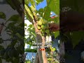 Meet Tree Tomato aka Tamarillo! Seeds available at www. phalphool.com
