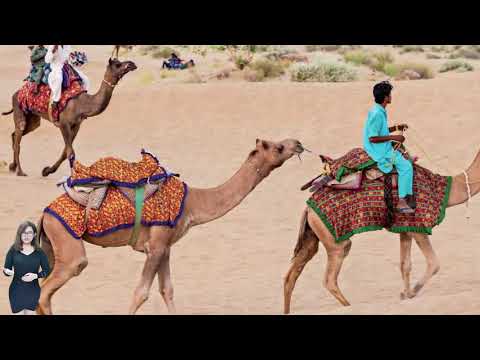 Video: Tại Sao Lạc đà được Gọi Là Vua Của Sa Mạc