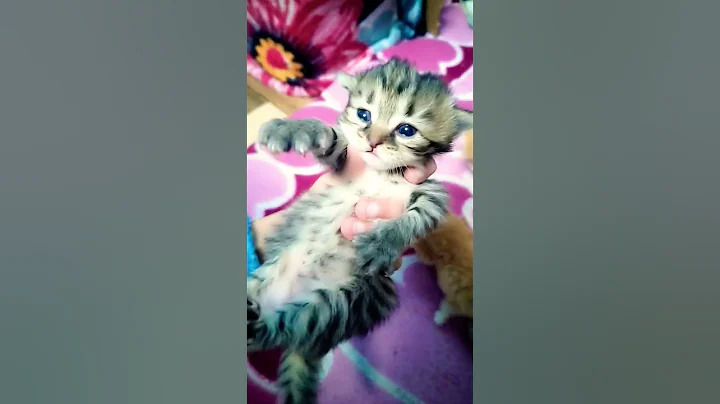 Video 11453911: persian cats catlover, persian cat baby, kitten