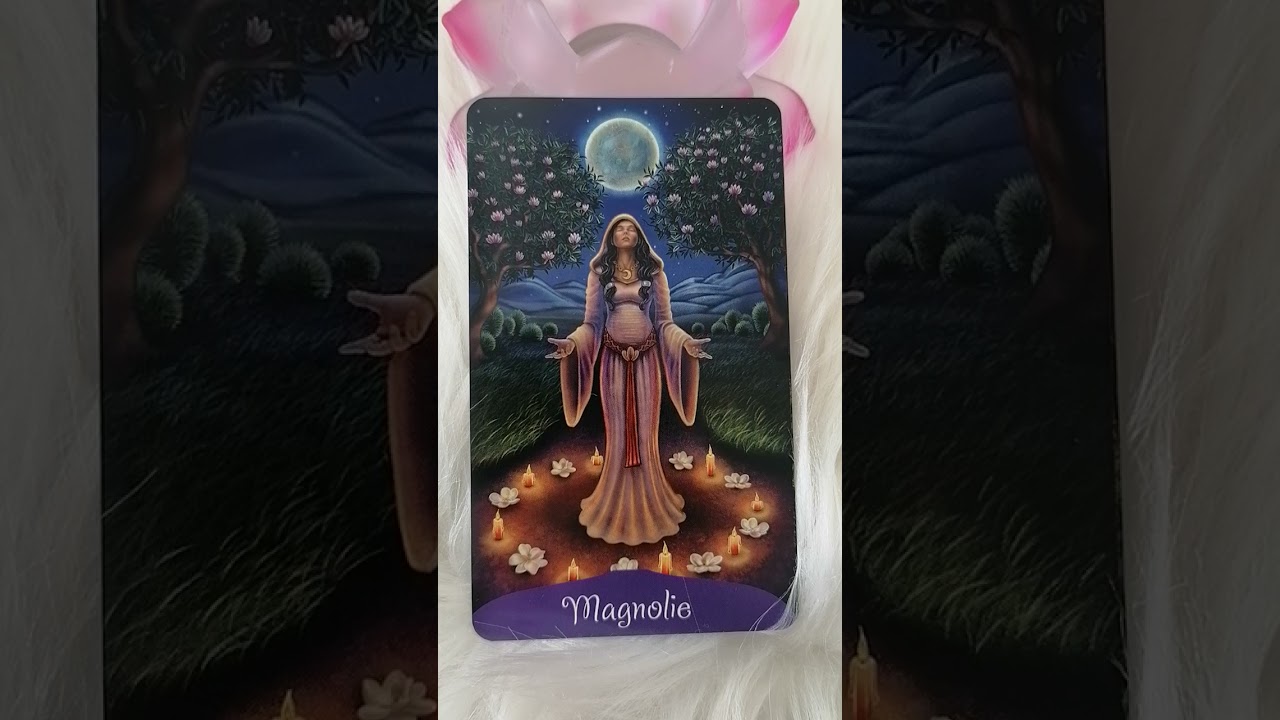 Aký odkaz má pre nás Magnólia 🌸 výklad kariet 💌 