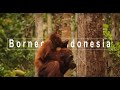 $450 Orangutan Tour - Borneo, Indonesia