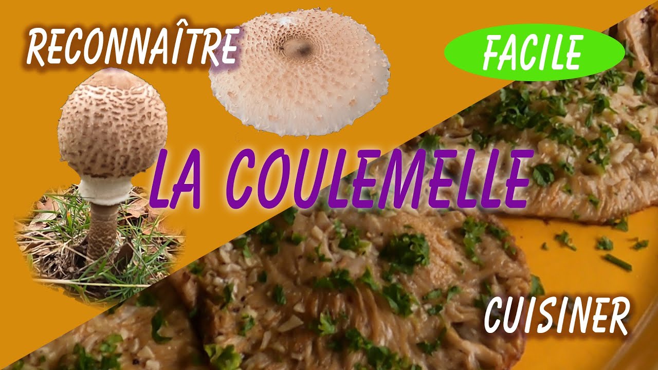 comment reconnaître et cuisiner la coulemelle
