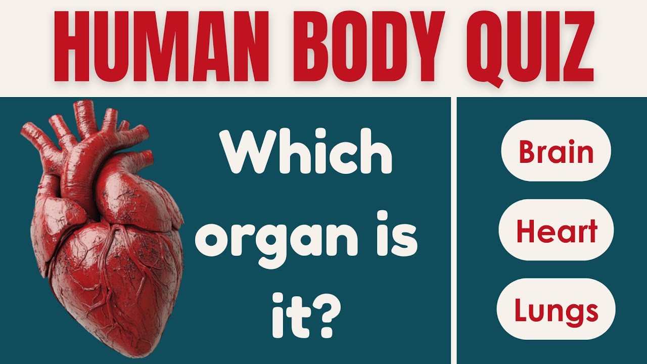 Тест по анатомии человека | Насколько хорошо вы знаете человеческое тело?