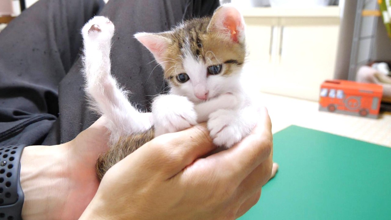 A kitten that fits in the palm of your hand is relaxing in a
