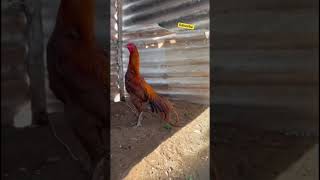 aseel Rooster new fighter lovers 🔥😍 #aseelmurga #aseellovers #roosterfarm #rooster #shortsfeed