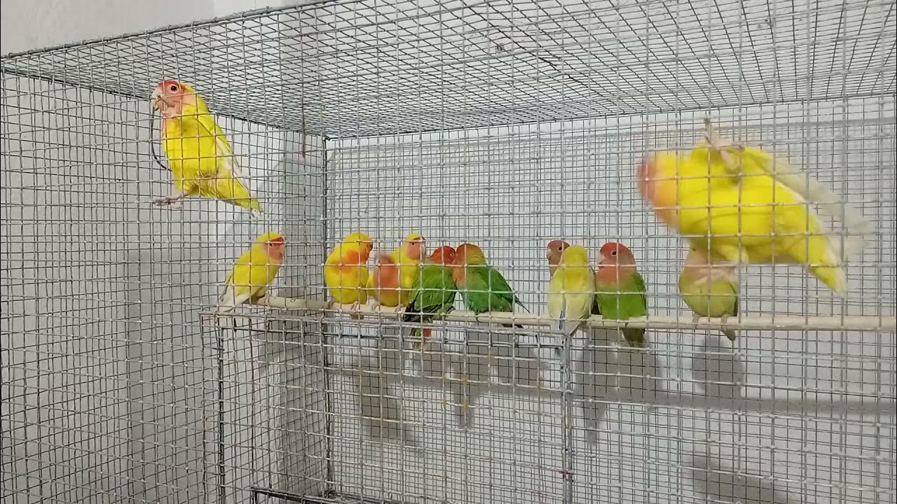 love bird for sale YouTube