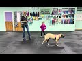 Pepper -(Part 1) Ways to Help a Sensitive Pup, Find its with Name Recognition to Help with Novelty