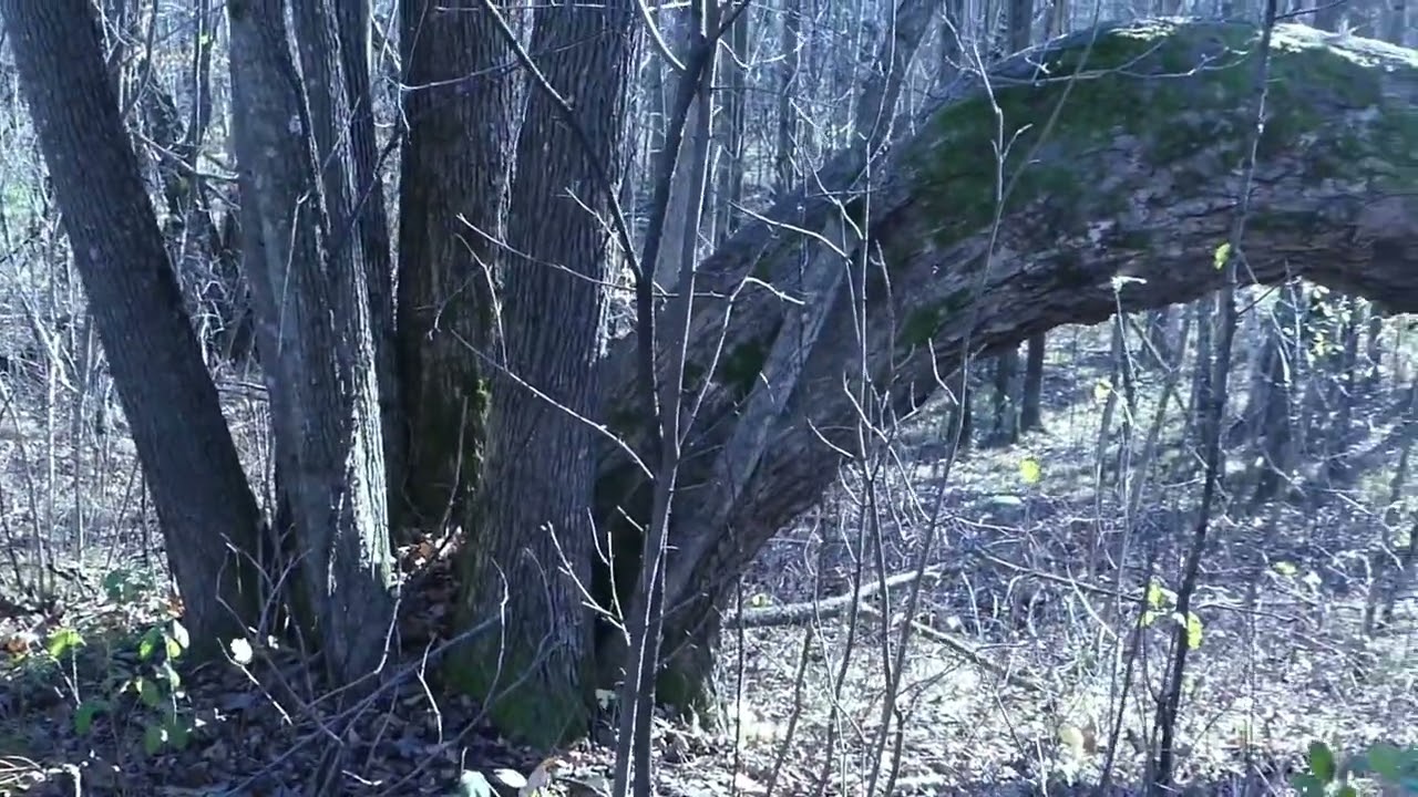 Native American Trail Marker Trees!
