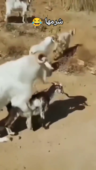 المعني الحقيقي لكلمة شرمها😂😂😂😂 #ضحك #ترند