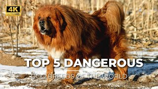 Most Dangerous and Biggest Dog Breeds In The World | The Earth 4K