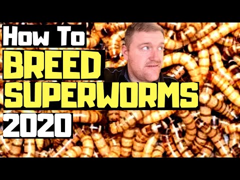 Video: How To Breed A Dung Worm