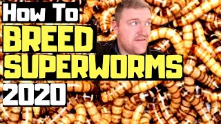 How To To Breed Superworms Morio Worms The Best Way